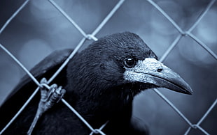 black Crow